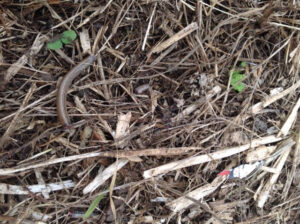 Picture of dead Slow Worms