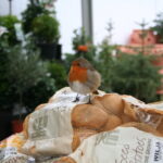 Robin on a Potato Sack