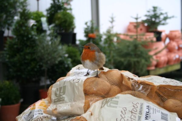 Robin on a Potato Sack