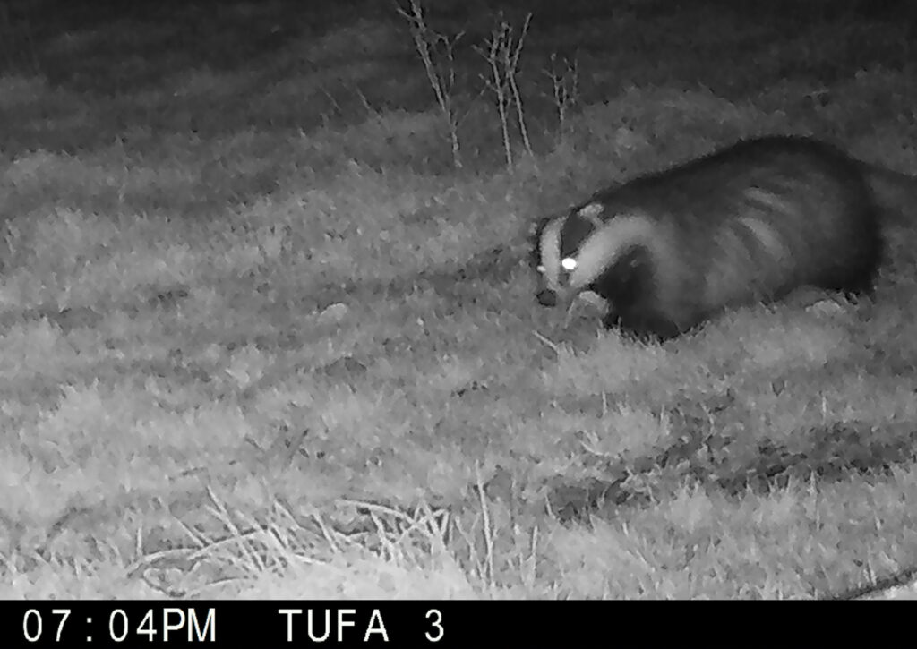 Badger in the Tufa Field