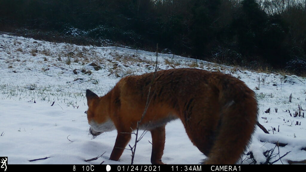 Fox in the Tufa Field Snow