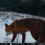 Fox in the Tufa Field Snow