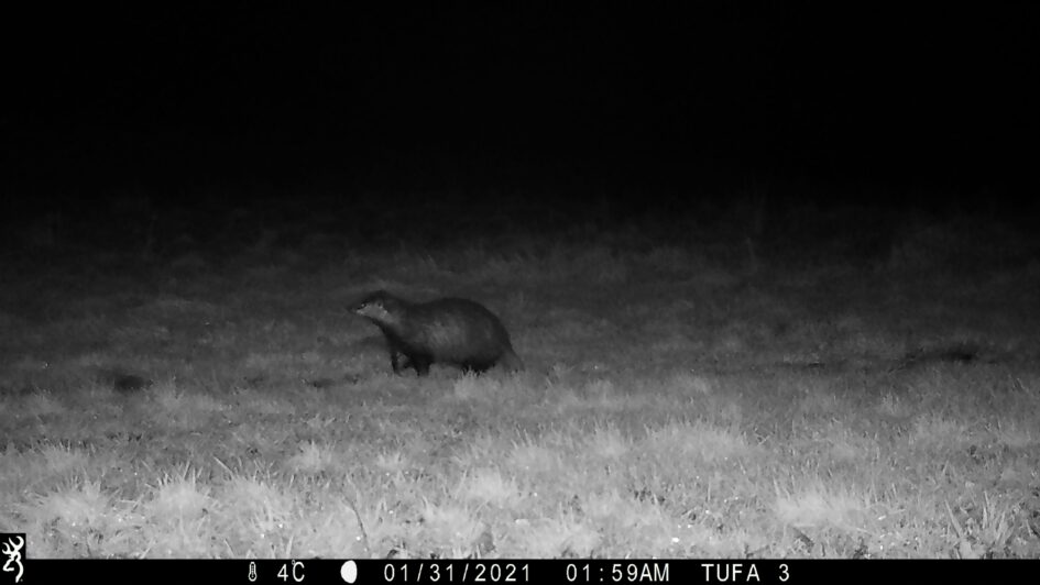 Badger in the Tufa Field