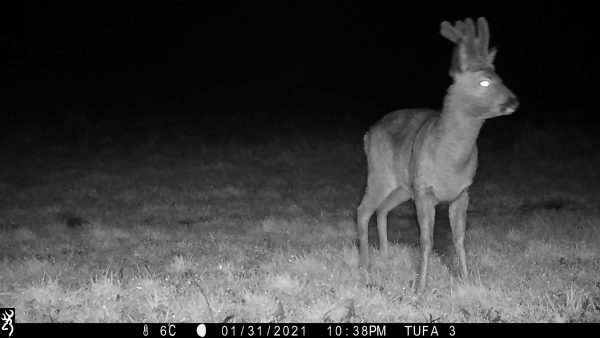 Fallow Stag in the Tufa Field