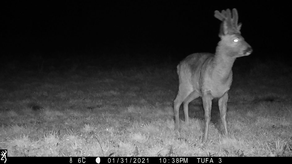Fallow Stag in the Tufa Field