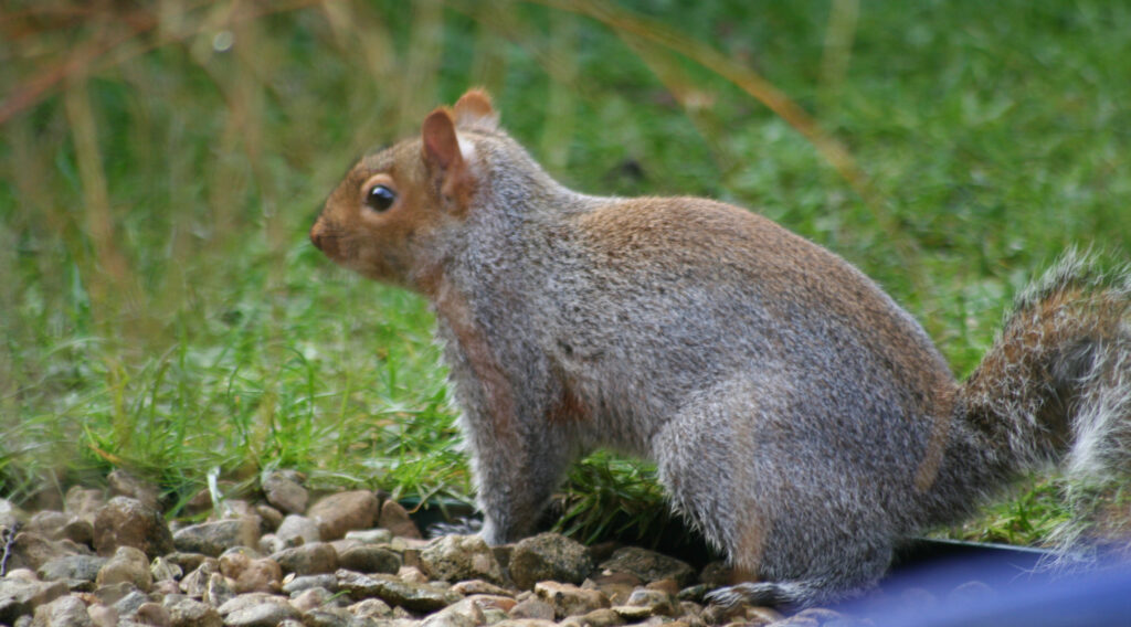 Grey Squirrel in the Tufa Field