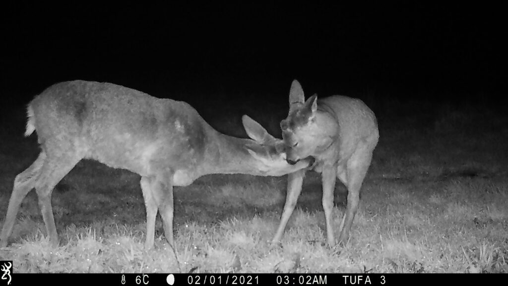 Two nuzzling fallow deer in the Tufa field