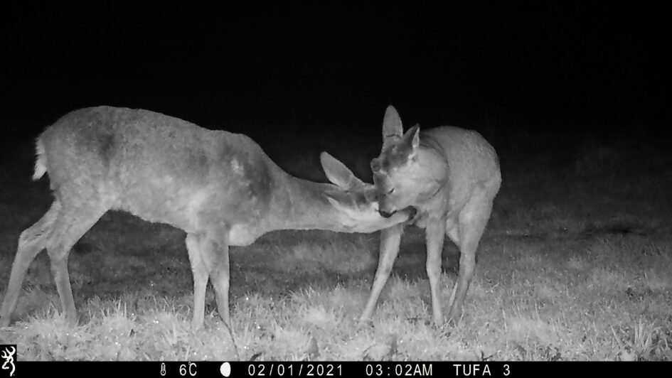 Two nuzzling fallow deer in the Tufa field