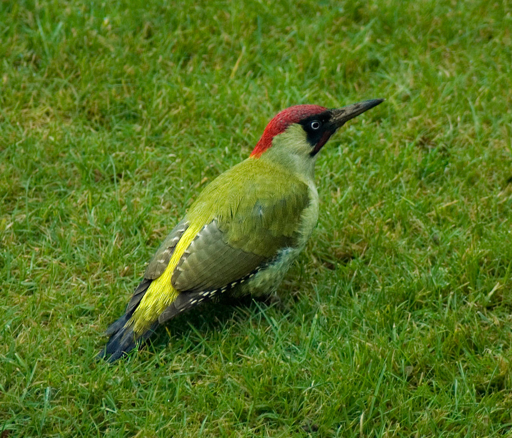 Picture of green woodpecker