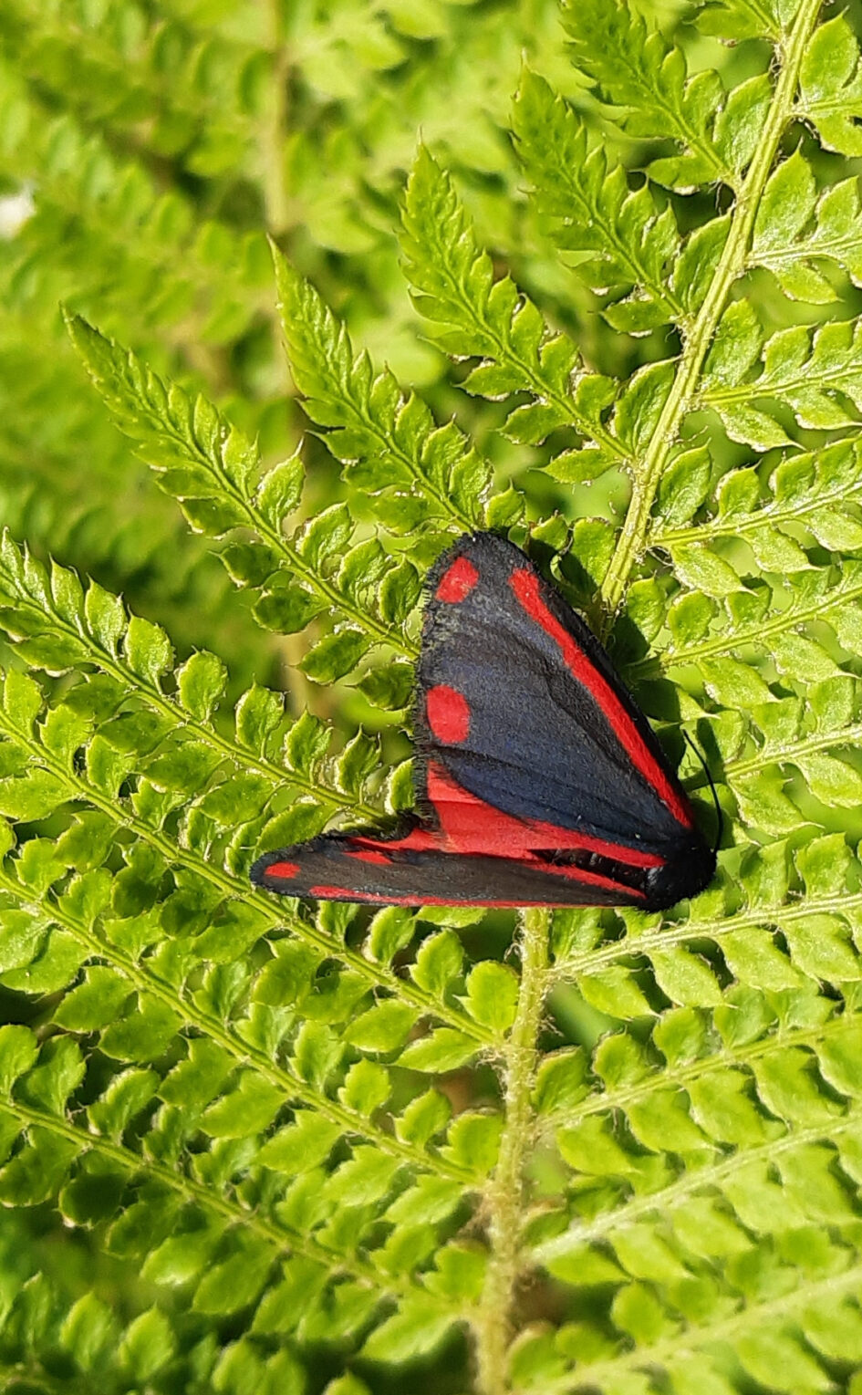 Picture of Cinnabar Butterfly