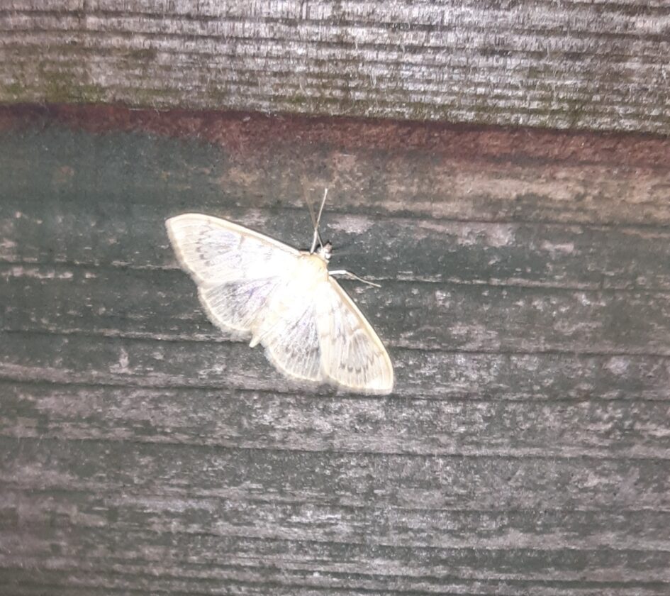 Picture of Clouded Silver Moth