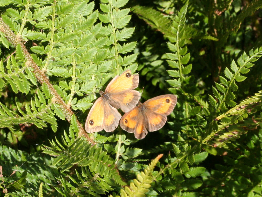 Picture of two gatekeeper butterflies