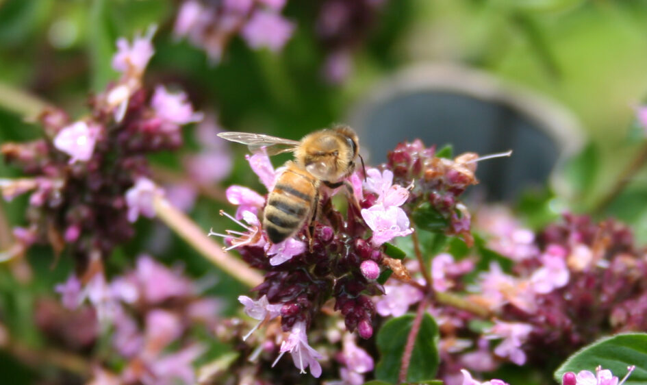 Picture of Honey Bee on Marjoram