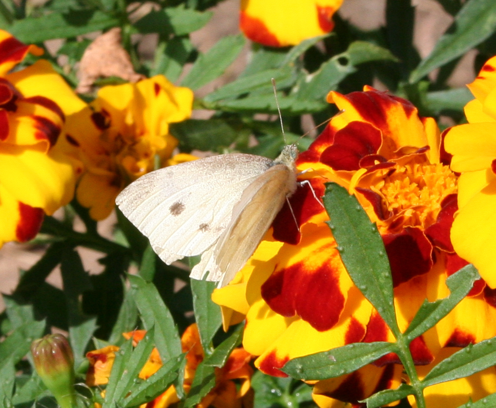Picture of Large white Butterfly