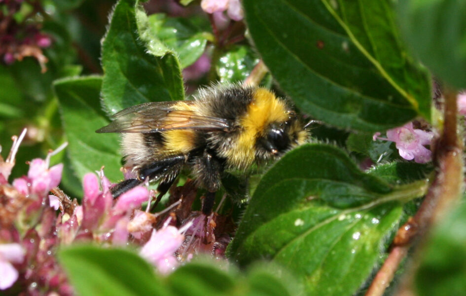 Picture of White-tailed Bumble Bee