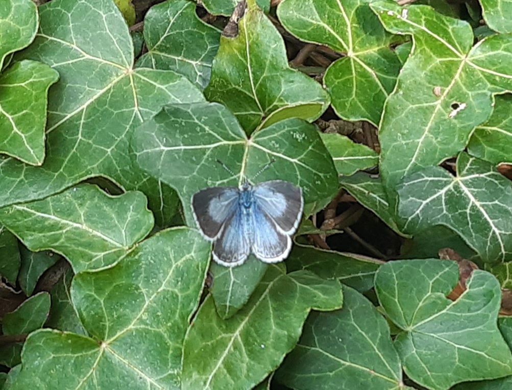 Picture of Holly Blue at the Tufa Field