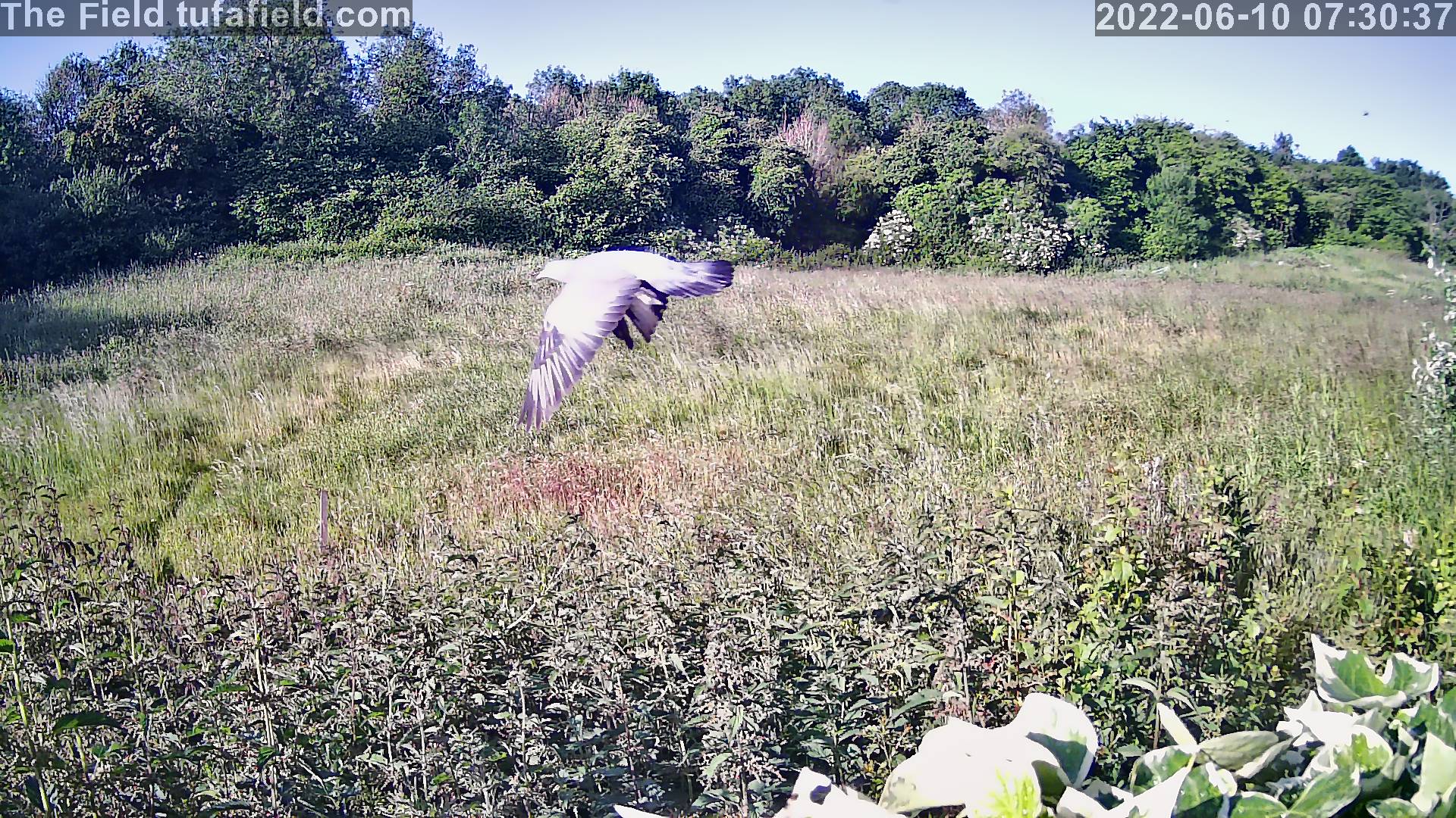 Picture of Buzzard at the Tufa Field