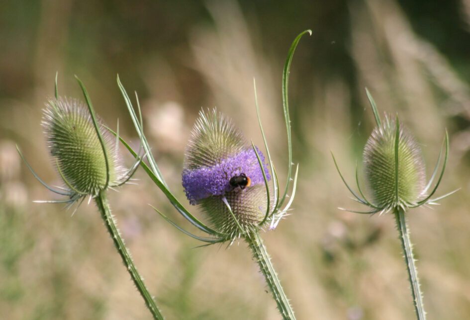 Picture of Bee feeding on a Thistle Head