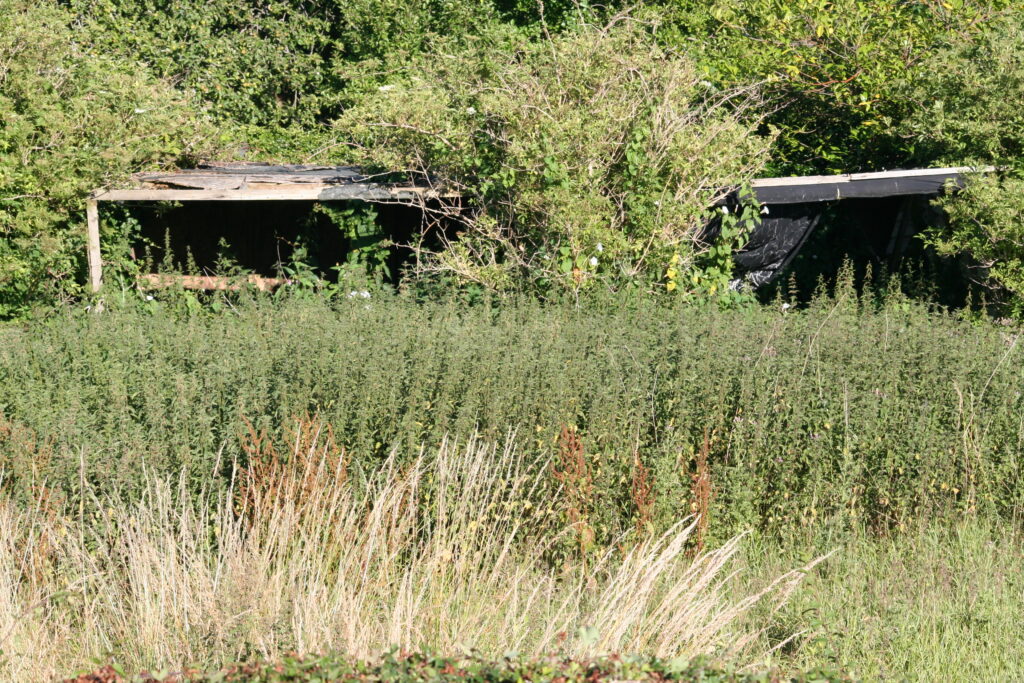 Picture of nettle patch at the Tufa Field