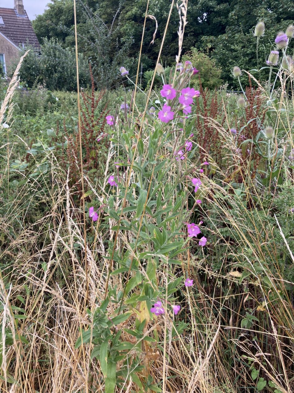 Picture of Great Willowherb