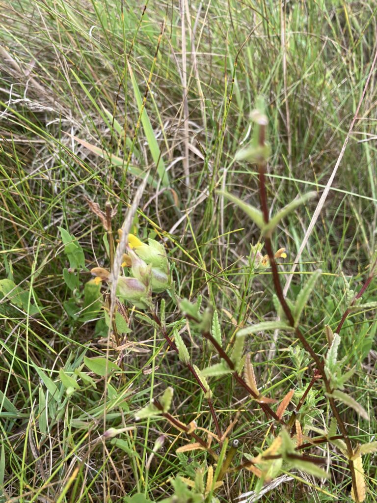 Picture of Yellow Rattle Flower