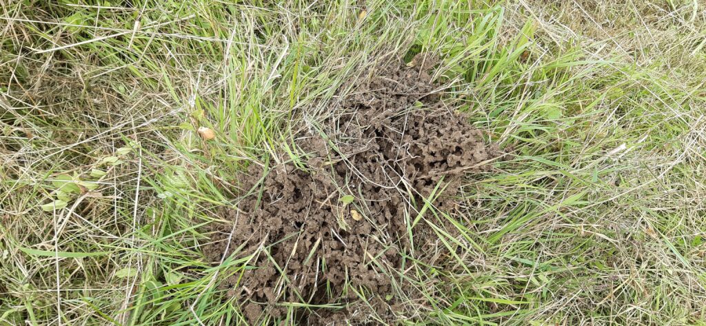 Picture of a destroyed field ant hill