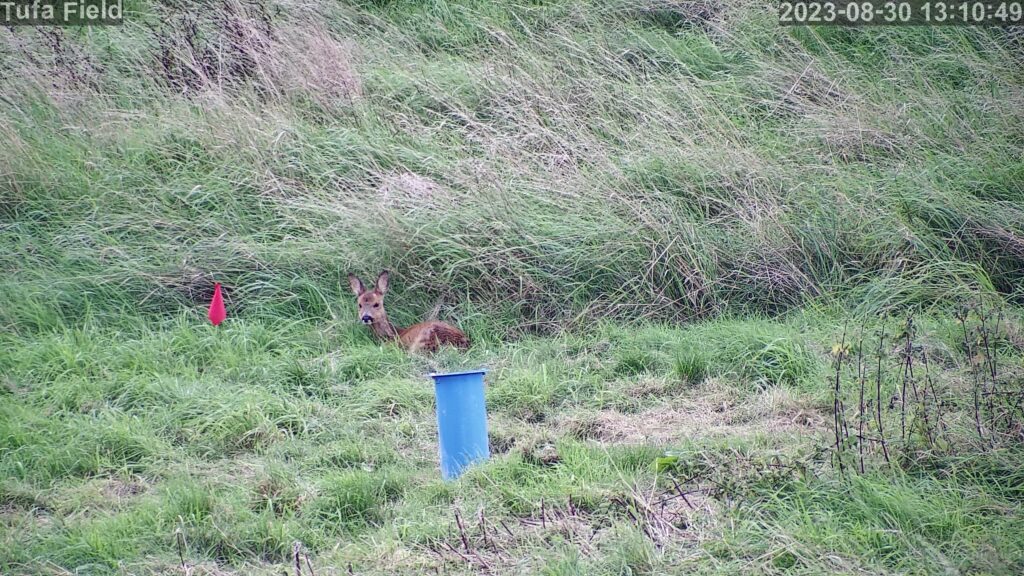 Picture of deer next to drill hole at the Tufa Field