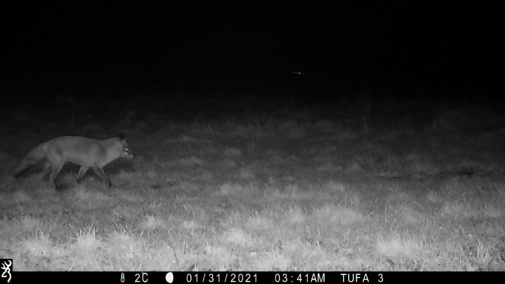 Picture of Fox at night
