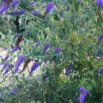 Picture of Buddleia flowers