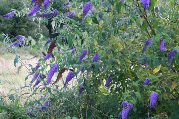 Picture of Buddleia flowers