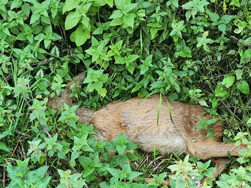 Picture of a dead fallow deer fawn