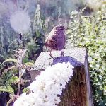 Pictue of Bird on post at Tufa Field