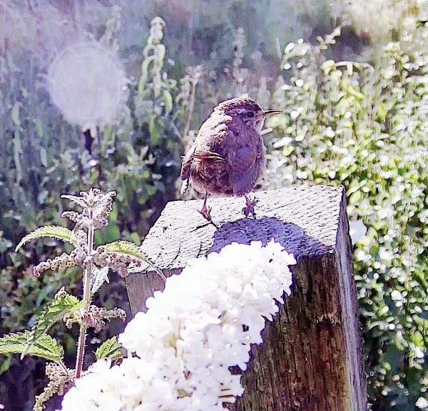 Pictue of Bird on post at Tufa Field