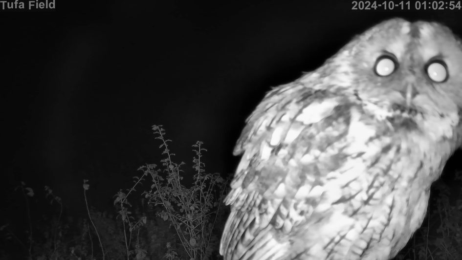 Picture of an owl perching at the Tufa Field