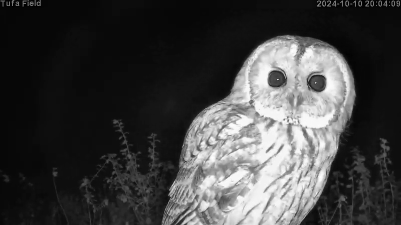 Barn Owl at the Tufa Field