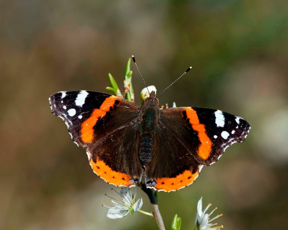 Picture of Red Admiral Butterfly