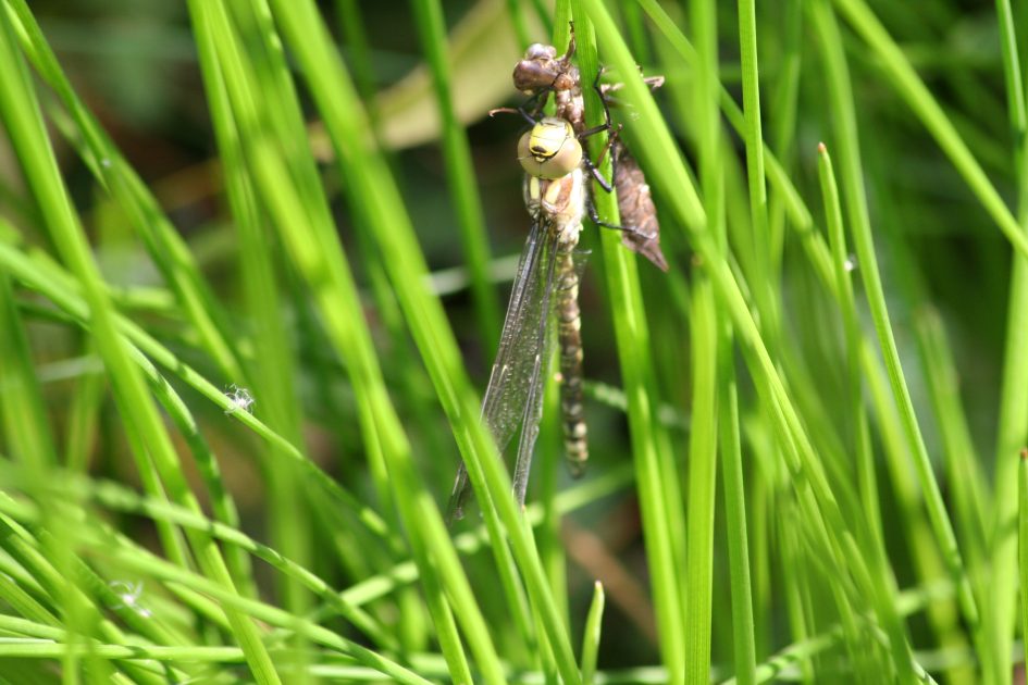 Picture of a dragonfly waiting for wings to dry after emerging.