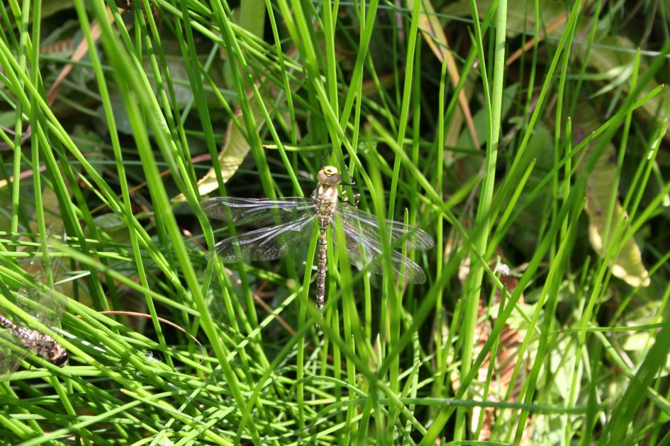 Image of Dragonfly on a pond reed, fully emerged