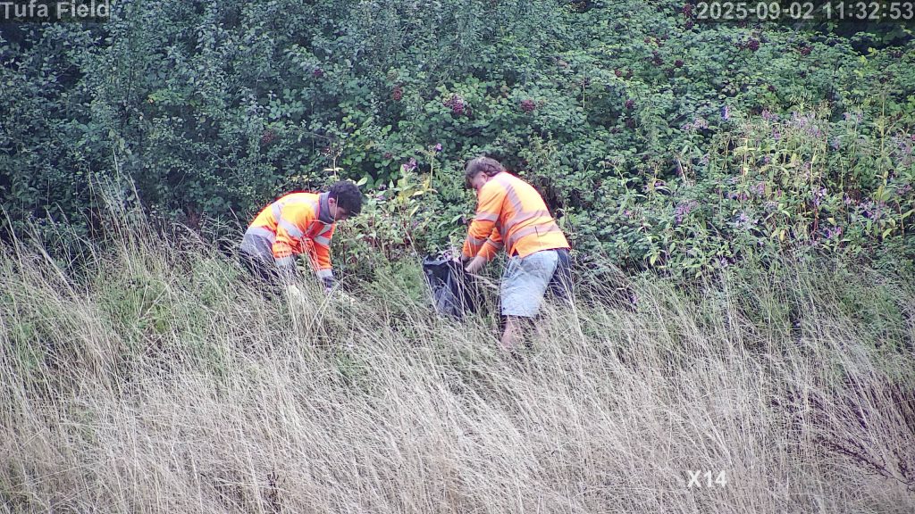 Workers removing seed heads of Himalayan Balsam from the Tufa Field