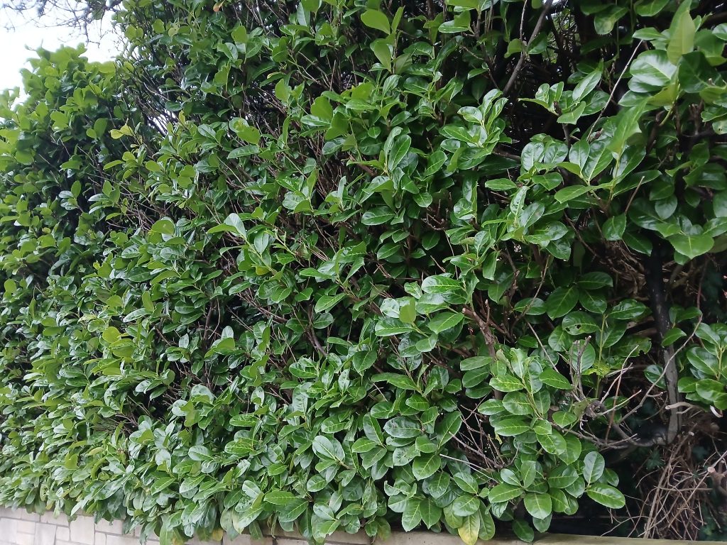 Picture of Laurel Hedge