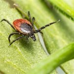 Picture of Castor Bean Tick Ixodes Ricinus