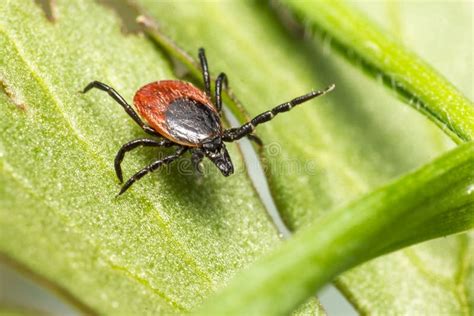 Picture of Castor Bean Tick Ixodes Ricinus