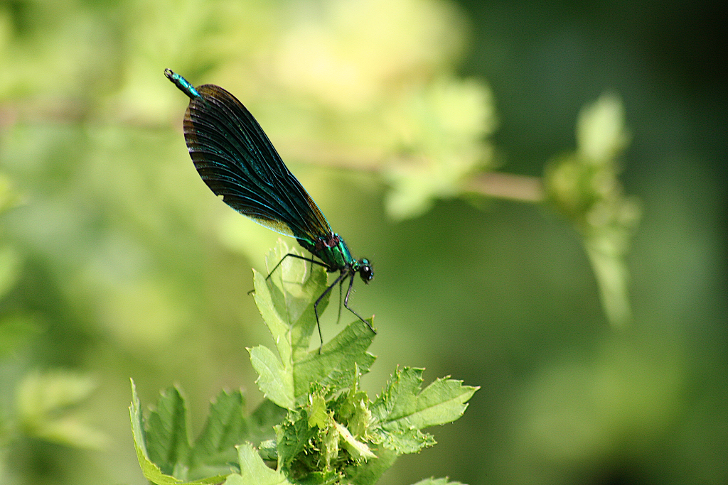 Picture of Beautiful Demoiselle Damselfly