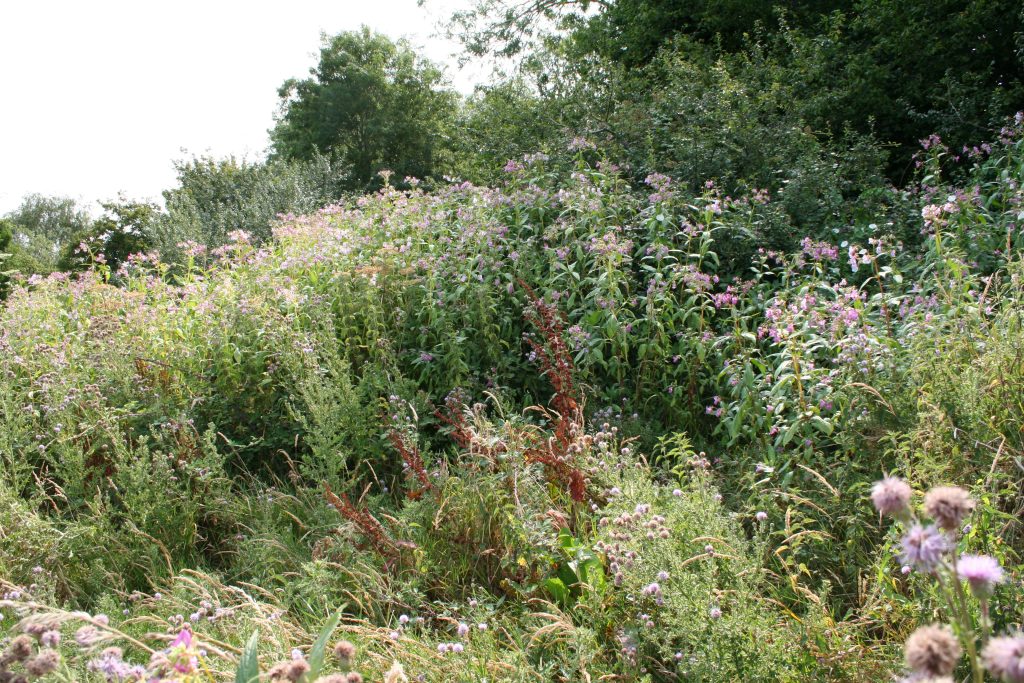 Picture of Himalayan Balsam at the Tufa Field