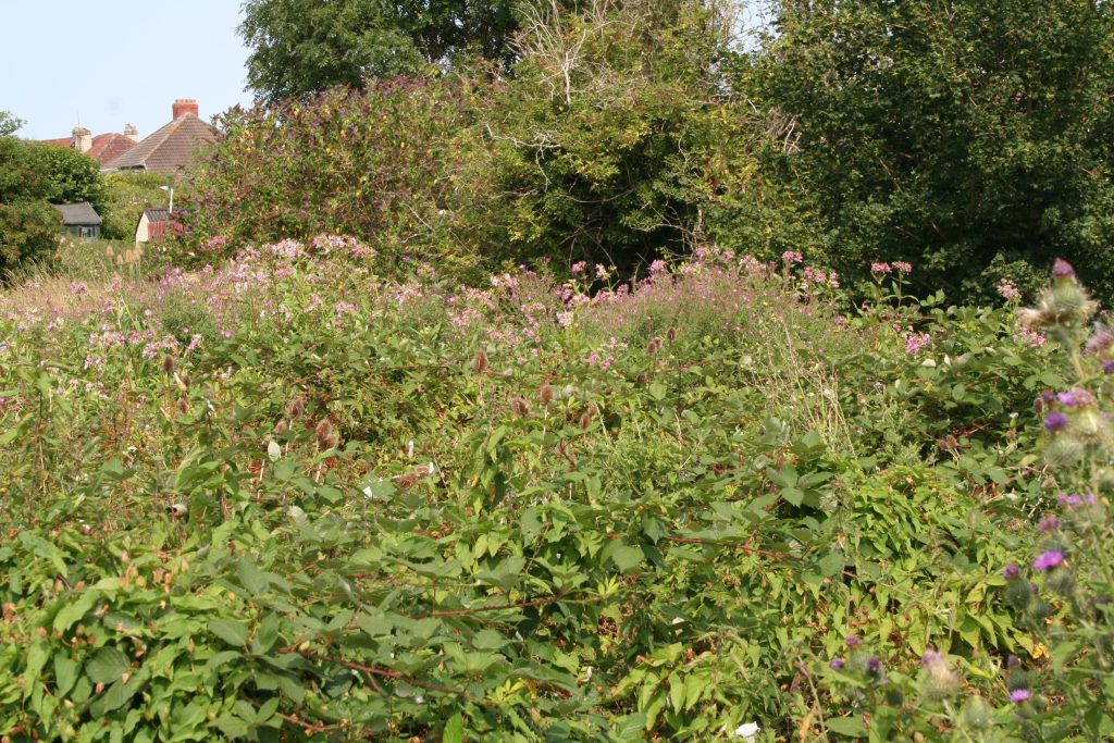 Picture of Himalayan Balsam at the Tufa Field looking North