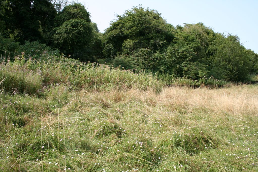 Picture of Himalayan Balsam at the Tufa Field looking South
