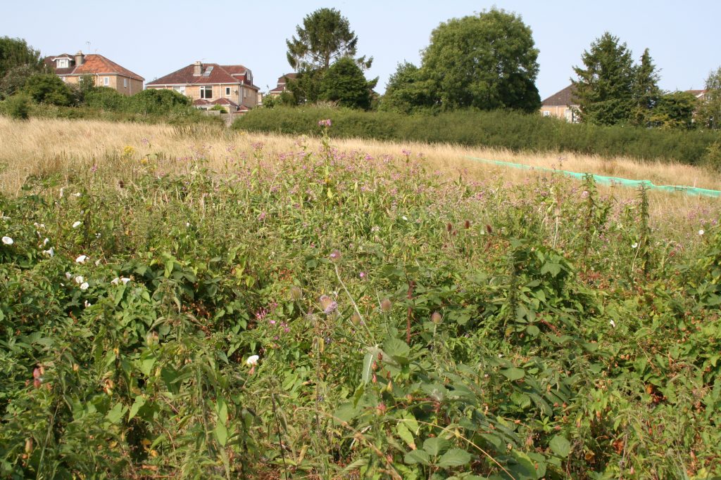 Picture of Himalayan Balsam at the Tufa Field - West