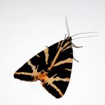 Picture of Jersey Tiger Moth at the Tufa Field