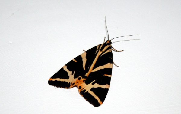 Picture of Jersey Tiger Moth at the Tufa Field
