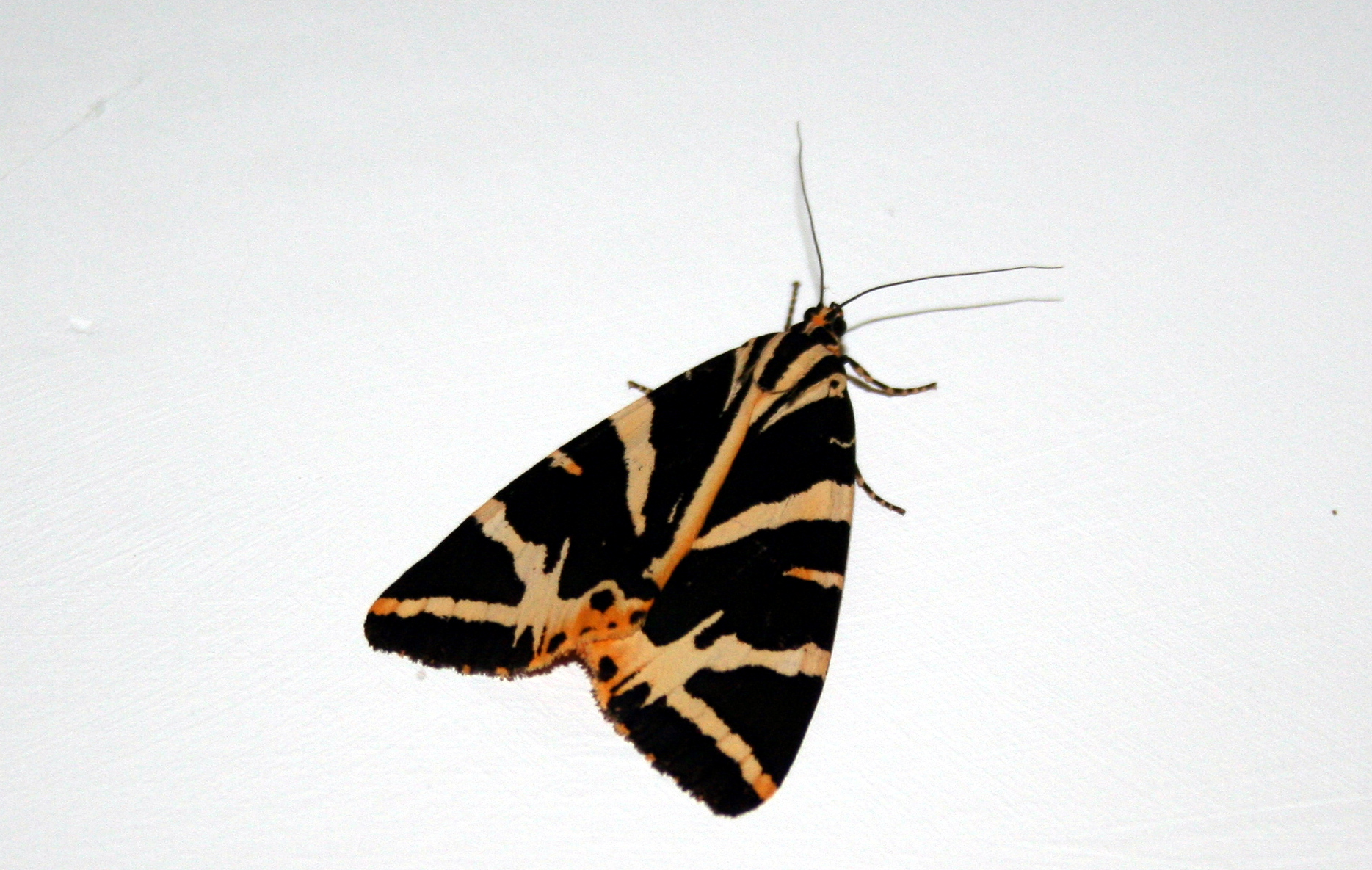 Picture of Jersey Tiger Moth at the Tufa Field
